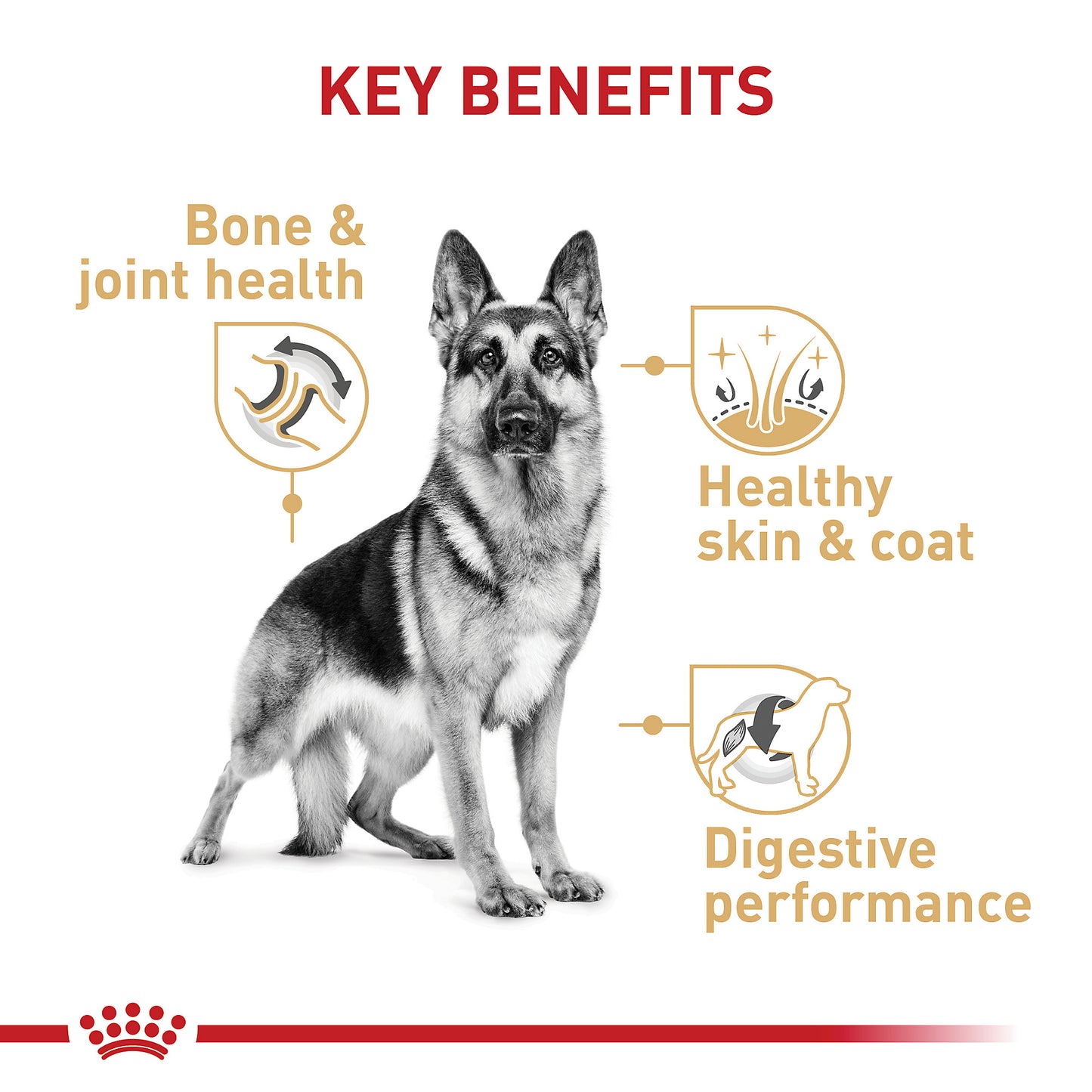 Royal Canin Alimento seco para adulto Pastor Alemán Ben