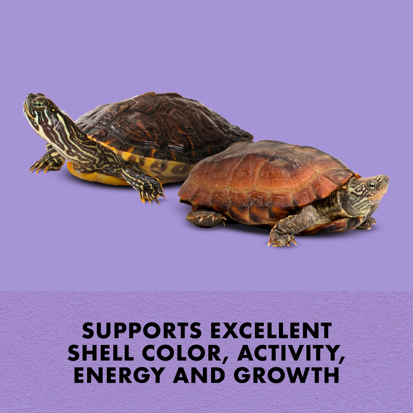 Two turtles on a purple background with text about shell color, activity, energy, and growth.