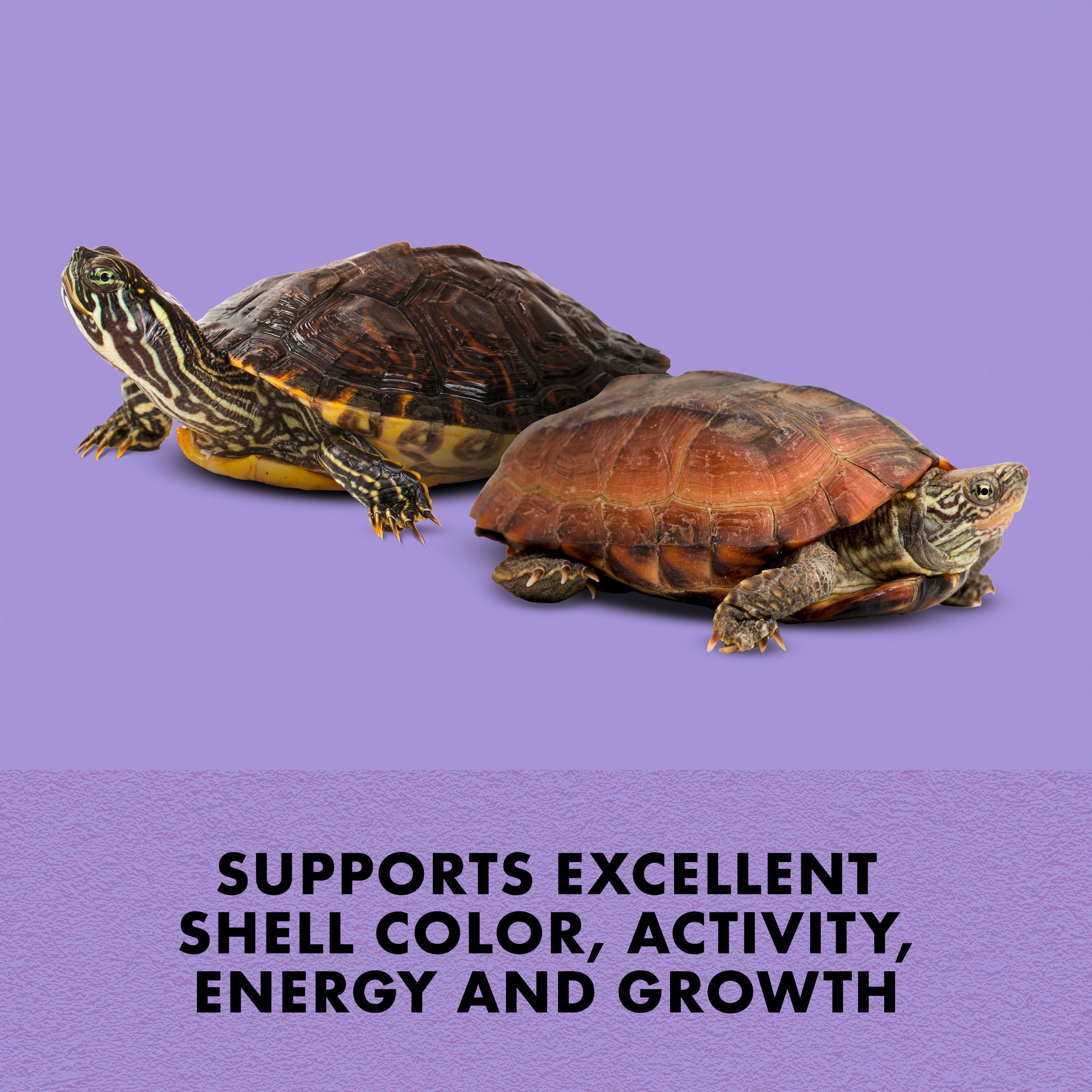 Two turtles on a purple background with text about shell color, activity, energy, and growth.