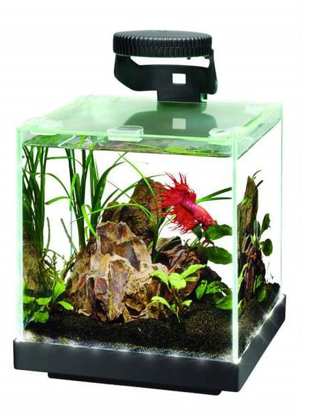 Small aquarium with plants and a red fish on a white background